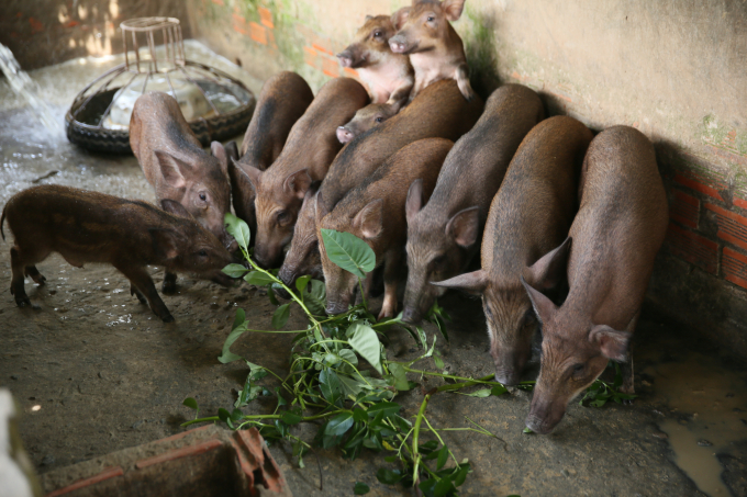 0e7a9992-0748_20220302_885.jpg Heo, gà ở Ecofarm. Ảnh: Phúc Lập.