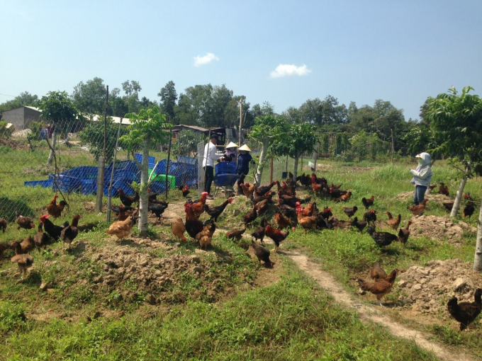 Heo, gà ở Ecofarm. Ảnh: Phúc Lập.