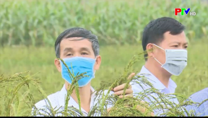 f314ef6c7578c17ddb51385c7827fafb-2332_20220301_396.jpg Anh Vũ Văn Hoan-Nguyên Phó Phòng Nông nghiệp và PTNT huyện Thanh Sơn (trái) đang kiểm tra nếp Quạ đen. Ảnh: Tư liệu của PTV.