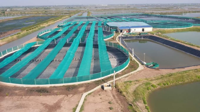 Ngo Quoc Thai's closed-loop shrimp farming model in Long Dien Commune, Dong Hai District. Photo: Trong Linh.