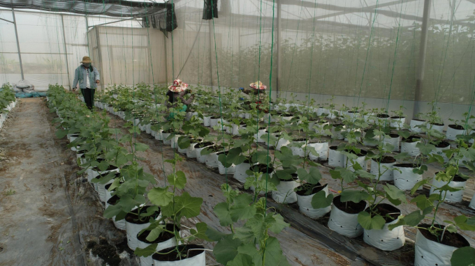 Nhà kính trồng dưa lưới theo hướng hữu cơ ở Ecofarm sẽ là nơi cho khách tham quan trải nghiệm thực tế. Ảnh: Phúc Lập.