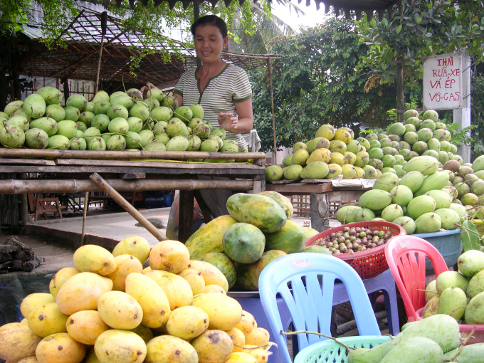 It is a ripening riot crop of mango in the Mekong Delta so the price reduces by 20-30% compared to the previous month. Photo: Le Hoang Vu.