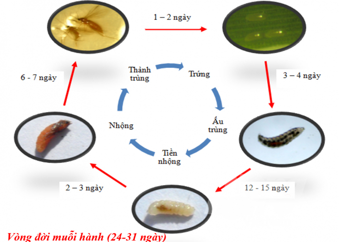 watermark_vong-doi-muoi-hanh-1524_20220309_606.jpeg Vòng đời muỗi hành. Ảnh: TL.