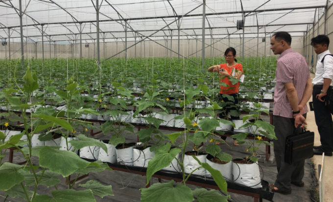 Project team of experts during a visit to a clean vegetable processing facility in Yen Dung district, Bac Giang. Photo: TL.