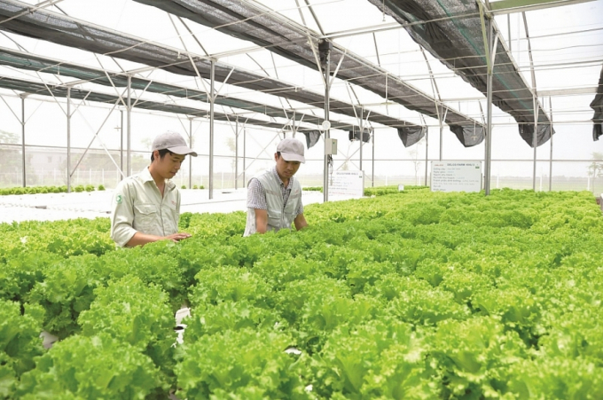 The Eco-Fair project offers an opportunity for Vietnamese agriculture to move towards sustainable development.