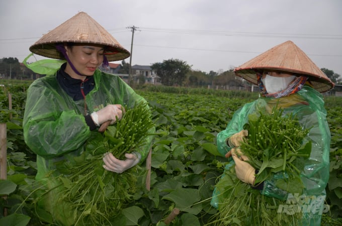 Thu hoạch su su ở thôn Đồng Thanh. Ảnh: Dương Đình Tường.