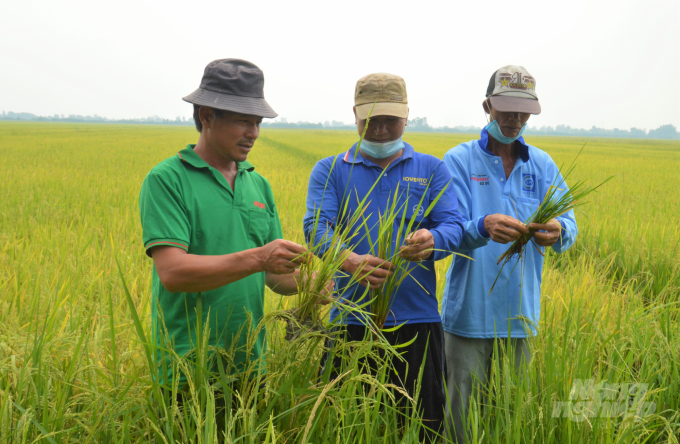 watermark_lua-bi-muoi-hanh-gay-hai-3-1126_20220313_848.jpg Cả ấp Kênh 3A vụ này ruộng lúa đều bị dịch muỗi hành gây hại, nhiều ruộng lúa thất đến nỗi chủ máy cắt cắt không muốn nhận thu hoạch, mà sẽ chạy thử 1 - 2 đường cắt, sau đó tính năng suất xem có đủ chi phí không, rồi mới làm tiếp, không thì đành bỏ luôn. Ảnh: Trung Chánh.