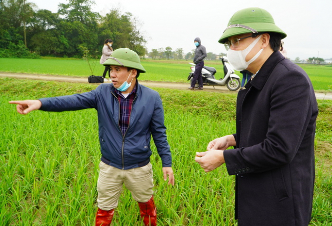 Lãnh đạo huyện Hưng Nguyên (Nghệ An) kiểm tra tình hình sâu bệnh hại trên lúa xuân. Ảnh: Cổng thông tin Hưng Nguyên.