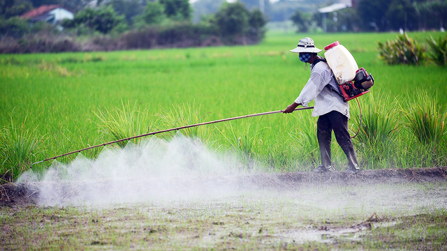 The Department of Plant Protection coordinates with its branches to organize hundreds of training courses for hundreds and thousands of people every year. Photo: TL.