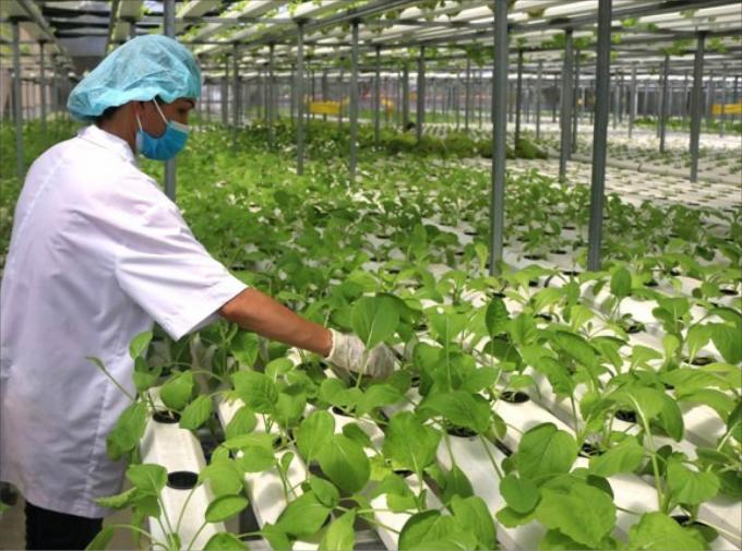 Using organic preparations to grow hydroponic vegetables.