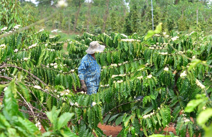 watermark_boi-thu-voi-lua-ca-phe-tai-canh-cua-du-an-vnsat-0641_20220301_24.jpg Tại Lâm Đồng, các mô hình cà phê tái canh do Dự án VnSAT hỗ trợ có sự phát triển mạnh mẽ. Ảnh: Đăng Lâm.