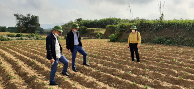 ruong-san-moi-trong-da-bi-nhiem-benh-o-huyen-tan-ky-1501_20220320_5.jpg Một ruộng sắn mới nhú mầm ở huyện Tân Kỳ đã bị bệnh khảm lá tấn công. Ảnh: Doãn Trí Tuệ.