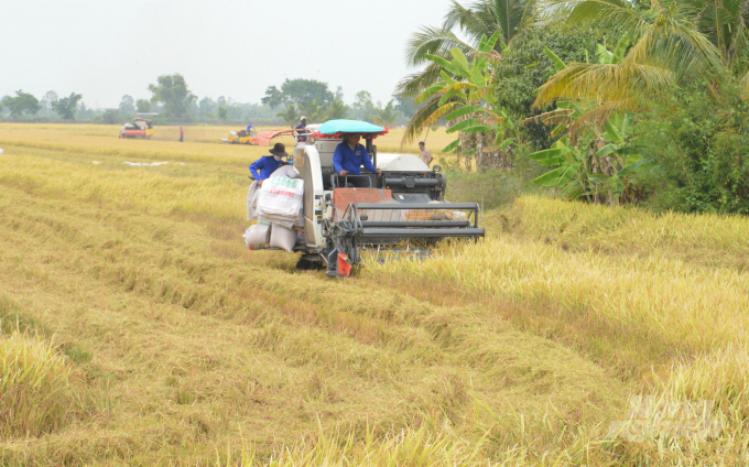 Nông dân thực hiện cánh đồng lớn tại Kiên Giang đang bước vào vụ thu hoạch lúa đông xuân 2021 - 2022, với niềm vui trúng mùa, giảm chi phí đầu tư nên vẫn giữ được lợi nhuận như kỳ vọng. Ảnh: Trung Chánh.