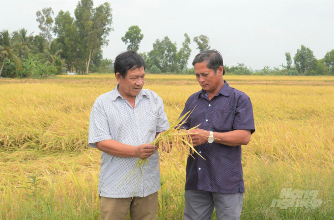 Nông dân huyện Châu Thành cùng nhau thực hiện cánh đồng lớn đáp ứng vùng nguyên liệu và ứng phó biến đổi khí hậu do Trung tâm Khuyến nông Kiên Giang triển khai, tiết giảm được chi phí đầu tư, giữ ổn định mức lợi nhuận trong bối cảnh giá vật tư đầu vào tăng cao. Ảnh: Trung Chánh.