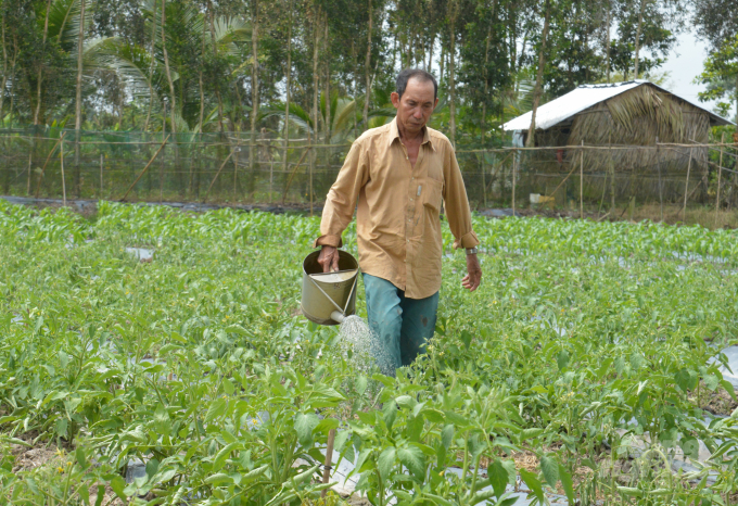 watermark_vnsat-giong-rieng-3-1517_20220317_669.jpg Mô hình đa canh, chuyển cây trồng trên đất lúa không chỉ giúp nâng cao thu nhập, mà còn cải tạo, làm cho đất không bị suy kiệt dinh dưỡng như làm lúa liên tục. Ảnh: Văn Vũ.