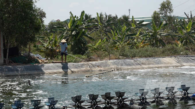 Gia đình ông Nguyễn Văn Nhi, ấp Bà Luông lúc đầu nuôi cá trê nhưng hấy người dân xung quanh đào ao nuôi tôm thẻ chân trắng cho hiệu quả cao nên ông cũng mở rộng mô hình thả nuôi thêm tôm được 2 vụ. Ảnh: Minh Sáng. 