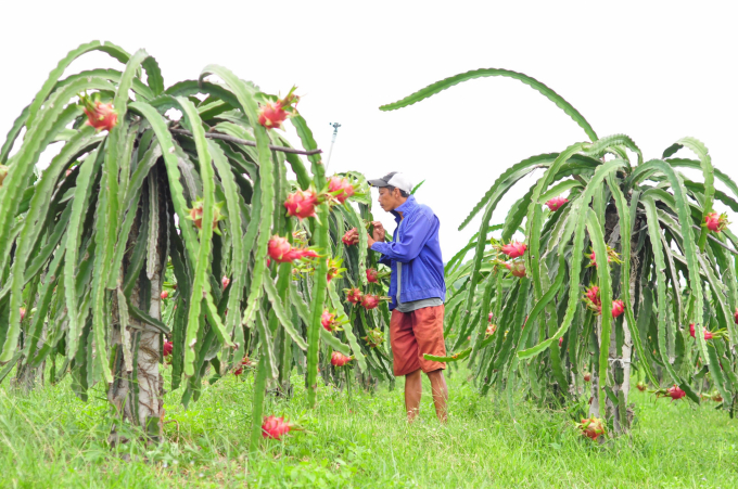 Thanh long trồng trụ cho nhiều cành nhưng chiếm trong đó gần một nửa là cành vô hiệu, không cho quả. Ảnh: M.H.