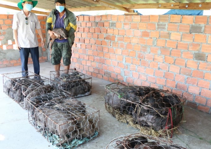 Ông Nguyễn Đình Tuấn (bên trái), Giám đốc Trung tâm Khuyến nông Quảng Ngãi bàn giao giống lợn Kiềng Sắt cho các hộ dân tham gia mô hình dự án. Ảnh: Mạnh Hùng.