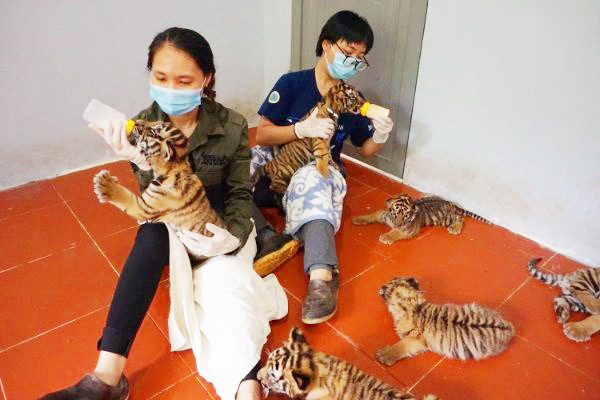 1-1238_20220323_487.jpg Đàn hổ được cán bộ của VQG Pù Mát chăm sóc khi mới đưa về. Ảnh VQG Pù Mát