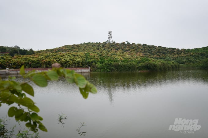 watermark_bacgiang-49-1621_20220328_162.jpg Gần 40 ha của HTX được sản xuất theo tiêu chuẩn VietGAP đang vào thời điểm trổ hoa. Ảnh: Tùng Đinh.