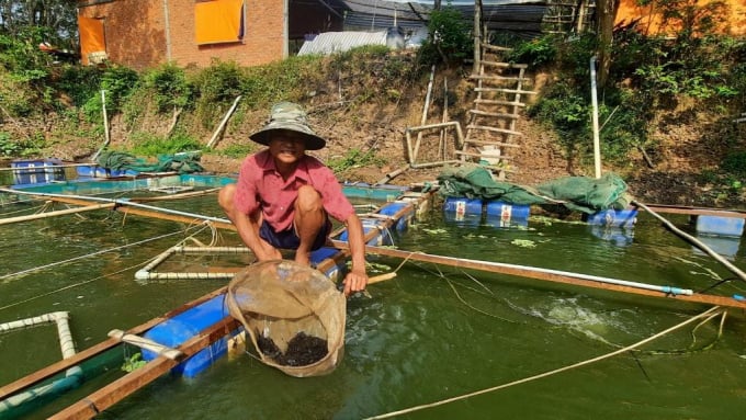 Tire track eel, also known as the 'water ginseng' of the Mekong Delta, is thriving along with Mr. Giau in a new land. Photo: Tran Trung.