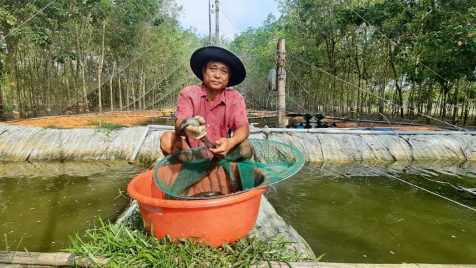 From only focusing on commercial farming, Mr. Giau found an effective breeding method to supply seeds to people inside and outside the locality. Photo: Tran Trung.
