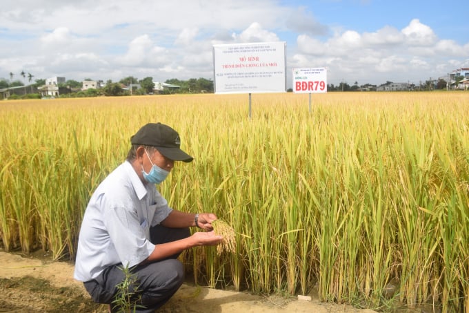 Giống lúa BĐR79 cho năng suất thực thu thống kê trung bình đạt 81,7 tạ/ha, cao hơn đối chứng 16,6 tạ/ha. Ảnh: V.Đ.T.