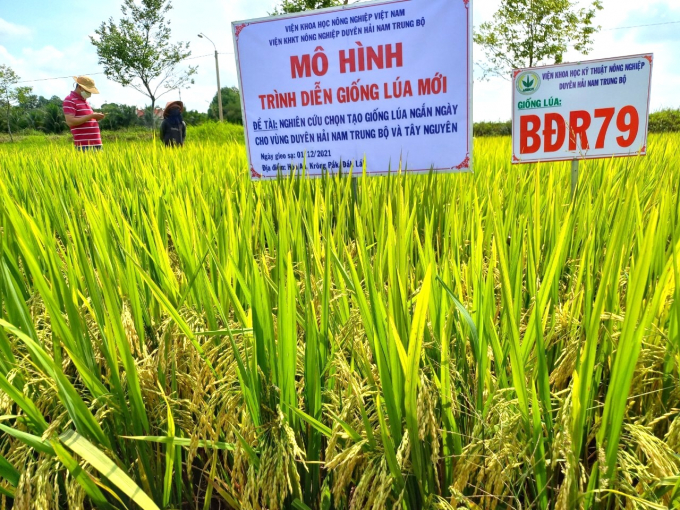 Mô hình trình diễn giống lúa mới chất lượng cao BĐR79 do Viện Khoa học Kỹ thuật nông nghiệp Duyên hải Nam Trung bộ xây dựng tại xã Hòa An (huyện Krông Pắc, Đăk Lăk). Ảnh: Asisov.