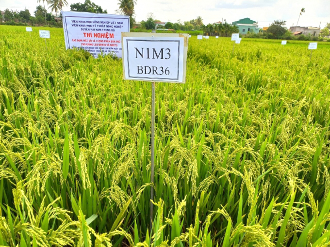 Mô hình thí nghiệm xác định mật độ gieo sạ và phân bón phù hợp cho 2 giống lúa mới BĐR79 và BĐR36 do Viện Khoa học Kỹ thuật nông nghiệp Duyên hải Nam Trung bộ xây dựng tại Tây Nguyên. Ảnh: Asisov.