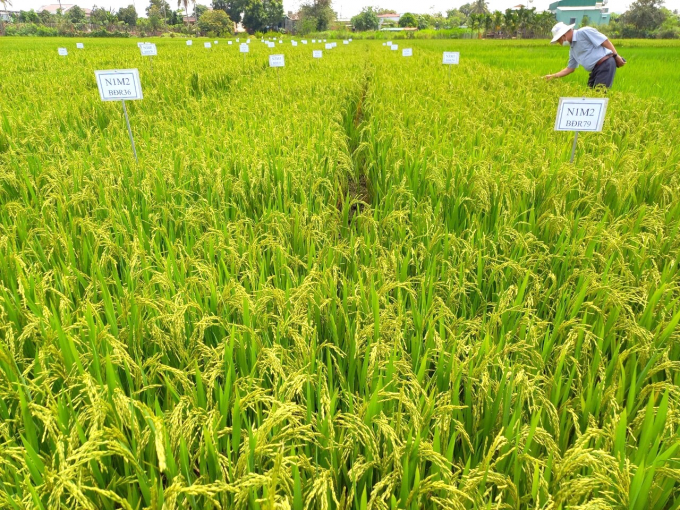Cán bộ Viện Khoa học Kỹ thuật nông nghiệp Duyên hải Nam Trung bộ kiểm tra ruộng sản xuất thử nghiệm 2 giống lúa BĐR79 và BĐR36 tại Tây Nguyên. Ảnh: Asisov.