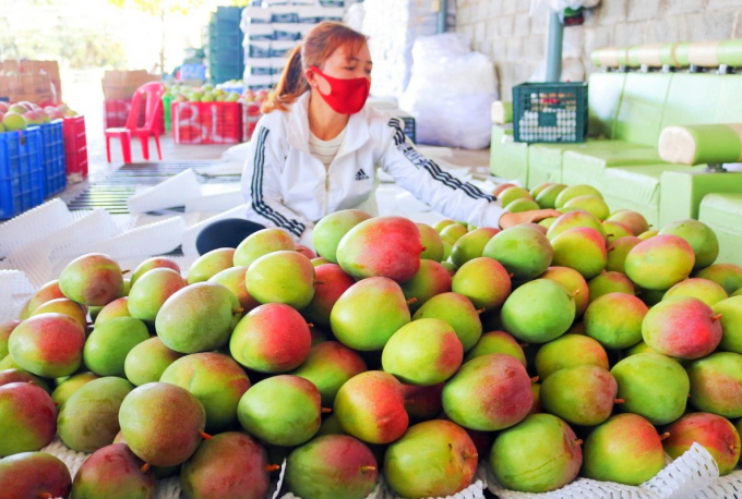 Giống xoài Úc được trồng ở huyện Cam Lâm. Ảnh: KS.