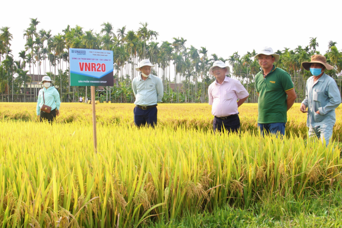 Ngành chức năng cũng như nông dân Quảng Ngãi đánh giá cao khả năng thích ứng, nhất là ưu điểm cứng cây, chống đổ ngã rất tốt của bộ giống lúa của Vinaseed. Ảnh: L.K.