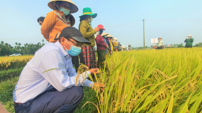 Vụ đông xuân vừa qua, nhiều diện tích lúa ở Quảng Ngãi bị đổ ngã do mưa lớn nhưng bộ giống gồm VNR20, VNR10, ĐB6 vẫn đứng vững. Ảnh: L.K.