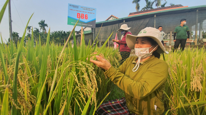 Nông dân mê mẩn với giống lúa ĐB6. Ảnh: L.K. 