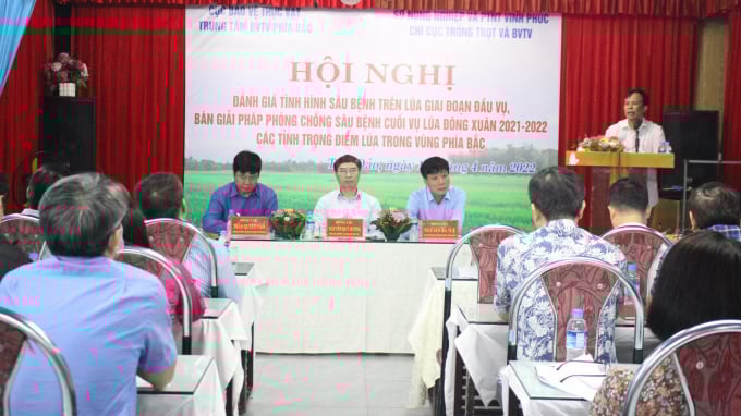 Đại diện Chi cục Trồng trọt và Bảo vệ thực vật các tỉnh đều chung nhận định lúa vụ xuân năm nay sinh trưởng và phát triển chậm, xấu hơn so với mọi năm. Ảnh: Trung Quân.