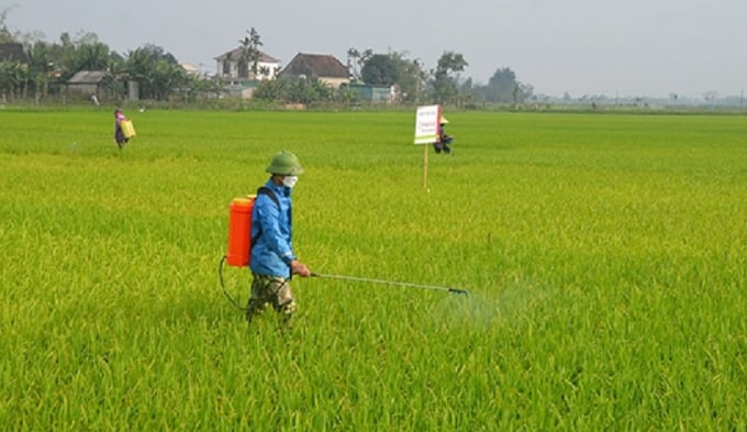 Bệnh đạo ôn cổ bông có nguy cơ bùng phát cao trên các giống nhiễm, các diện tích đã bị bệnh đạo ôn lá. Ảnh: TL.