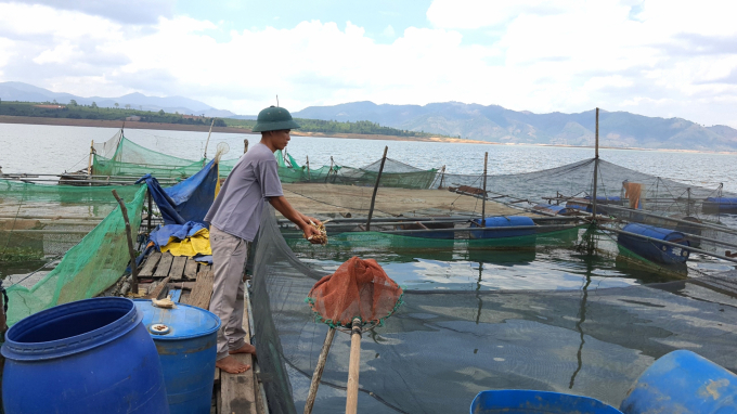 Mô hình nuôi cá lồng bè của anh Vũ Văn Khoa được chính quyền Gia Lai đánh giá cao. Ảnh: Tuấn Anh.