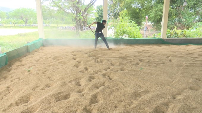 15492948lua_giong_sau_khi_thu_mua_tuoi_duoc_dua_ve_htx_de_say_kho-154929.jpg Doanh nghiệp phối hợp với HTX đầu tư kho, thiết bị sấy, sơ chế ngay tại chỗ, vừa nâng cao chất lượng giống, vừa gia tăng giá trị cho bà con. Ảnh: Trường Giang.