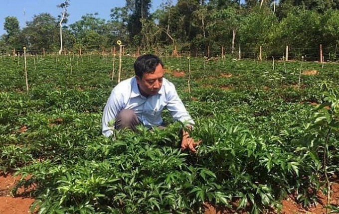 Ông Phan Thanh Thiên luôn quan tâm đến việc phát triển vườn dược liệu. Ảnh: Tuấn Anh.