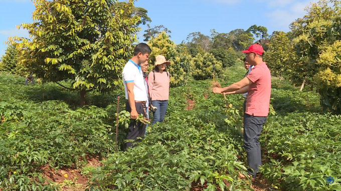 Dược liệu đang ngày càng phát triển ở Tây Nguyên. Ảnh: Tuấn Anh.