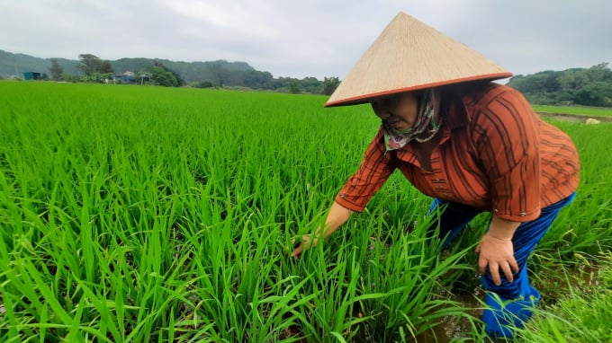 Bà Phạm Thị Xanh thăm đồng sáng sớm. Ảnh: Nguyễn Thành.