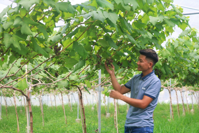 Vườn nho trồng tại nông trại sinh trưởng và phát triển tốt, chuẩn bị cho thu hoạch. Ảnh: KS.