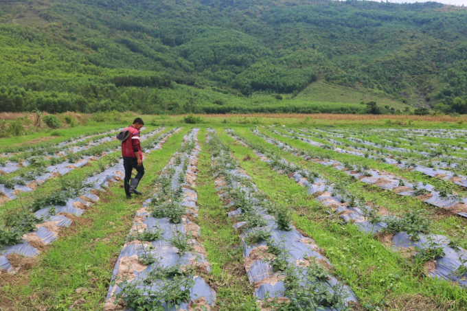 Khu trồng cây dược liệu. Ảnh: KS.