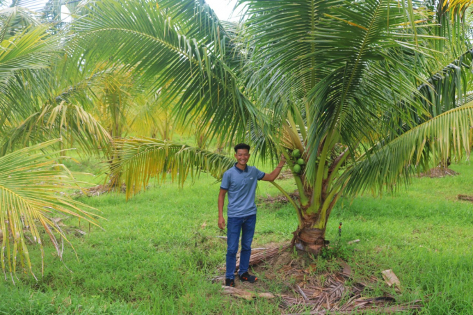 Từ vùng đất cằn cỗi, The Moshav Farm đã cải tạo, 'hữu cơ hóa' thành đất đai màu mỡ. Trong đó, dừa là cây trồng chủ lực tại nông trại với diện tích hơn 20ha. Ảnh: KS.