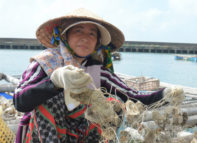 Ngoài nuôi cá lồng bè, ngư dân xã đảo Hò Tre còn đầu tư nuôi hàu Thái Bình Dương. Ảnh: Trung Chánh.