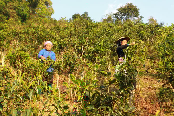 Nông dân xã Bản Liền thu hoạch chè xuân. Ảnh: Xuân Cường.