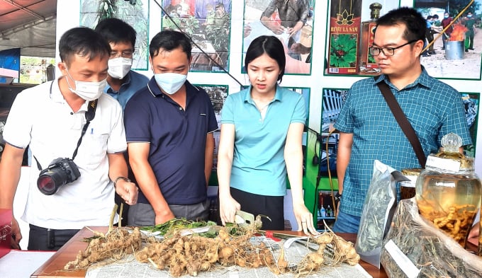 h5-1640_20220424_115.jpg Sâm Ngọc Linh được công nhận là 'Quốc bảo'. Ảnh: Tuấn Anh.