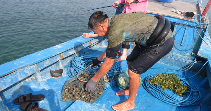 084237571-084237.jpg Thành quả mỗi lần lặn biển bắt ốc, hàu, sò… Ảnh: Hoài Nam.