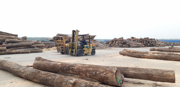 nhung-vuong-mac-trong-phat-trien-rung-go-lon-co-chung-chi-fsc-can-thao-go-1628_20220428_37.jpg Gỗ nguyên liệu nhập khẩu, nhất là nguồn gỗ ít rủi ro ngày càng khan hiếm và đắt đỏ. Ảnh: NNVN.