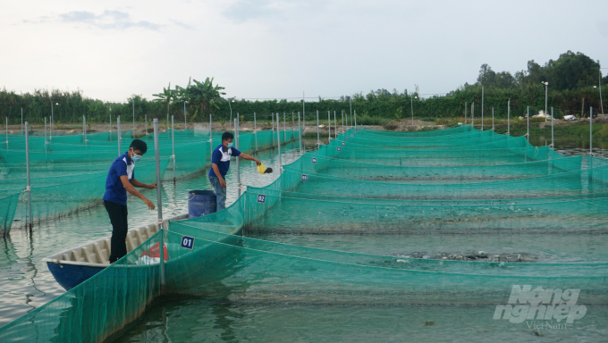 Vùng nuôi đạt chuẩn GlobalGAP của Pham Nghia Food tại huyện Thới Lai (thành phố Cần Thơ). Ảnh: Ngọc Bích.